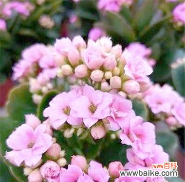 古代哪种花寓意着祝福？