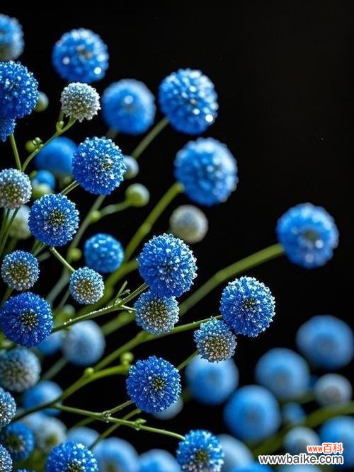 蓝色满天星手捧花寓意何在?这种花束传递了哪些情感?