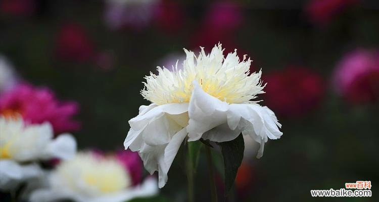 家里种植白色花卉寓意好吗?白色花有哪些?