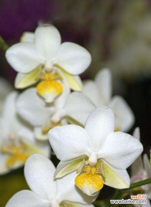 家里种植白色花卉寓意好吗?白色花有哪些?