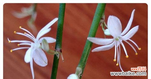 探寻金边吊兰的美丽语言,一起走进幸福花园 金边吊兰花语