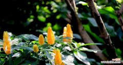 揭秘金苞花的寓意与象征 金苞花的花语