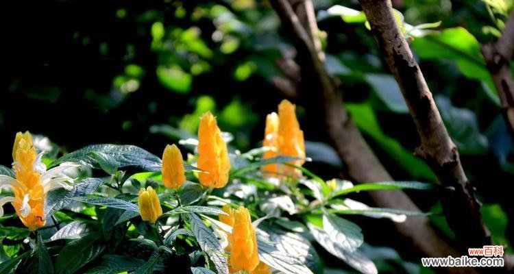 揭秘金苞花的寓意与象征 金苞花的花语