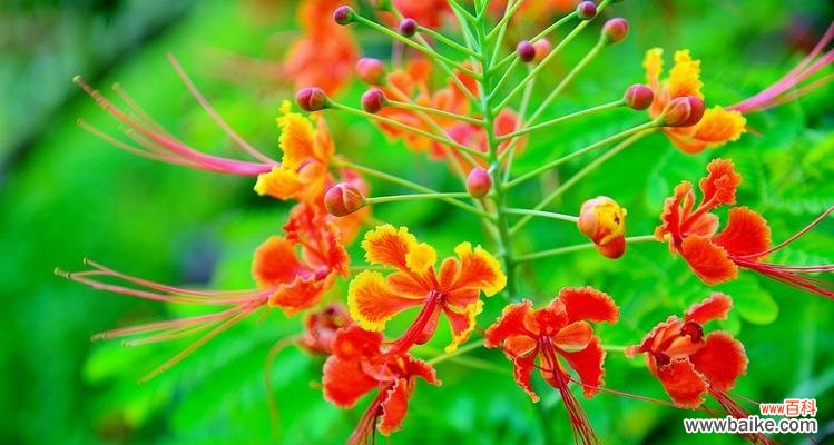 探索金凤花的寓意和文化传承，感受它独特的象征意义 金凤花的寓意与象征意义