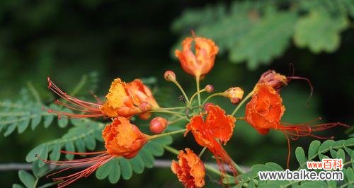 探索金凤花的寓意和文化传承，感受它独特的象征意义 金凤花的寓意与象征意义