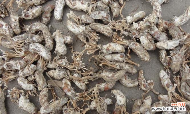 借金蝉花寄托生命的坚持与希望 金蝉花