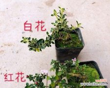 探索金边六月雪的神秘象征与风水传说 金边六月雪的寓意与风水之谜