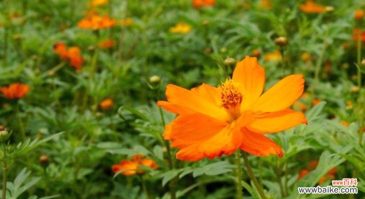 探寻金鸡菊花语的深层含义与文化价值 金鸡菊花语