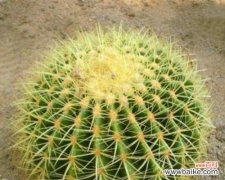 探寻金虎仙人球的深层内涵 金虎仙人球的寓意与象征