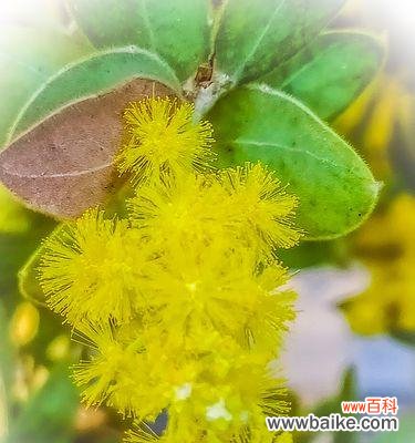 探寻金合欢花的意义和象征 以金合欢花语是什么?