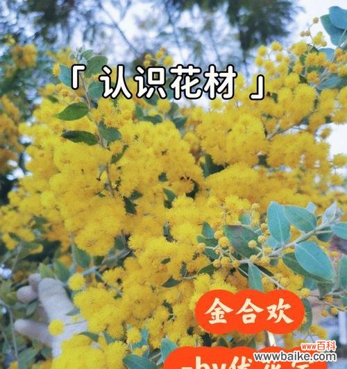 探寻金合欢花的意义和象征 以金合欢花语是什么?