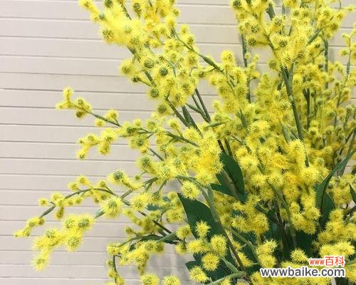 探寻金合欢花的意义和象征 以金合欢花语是什么?