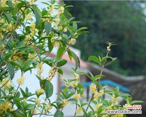 金桂花的神秘寓意和文化内涵 金桂花的花语及寓意