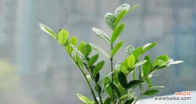 探讨金钱树在财富与幸福方面的象征意义 金钱树的寓意与意义