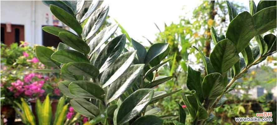 探讨金钱树在财富与幸福方面的象征意义 金钱树的寓意与意义