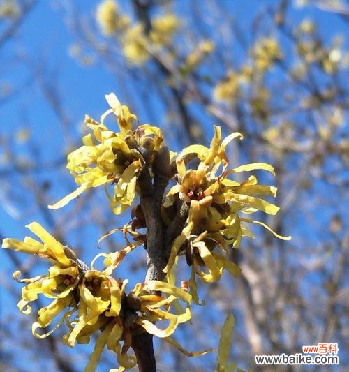 呈现金缕梅的美丽与意义 以金缕梅的花语为主题的文章