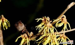 呈现金缕梅的美丽与意义 以金缕梅的花语为主题的文章