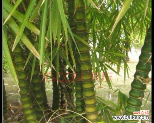 探寻金镶玉竹子的文化内涵与象征意义 金镶玉竹子的寓意与象征意义