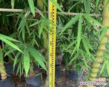 探寻金镶玉竹子的文化内涵与象征意义 金镶玉竹子的寓意与象征意义