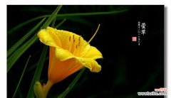 揭示金娃娃萱草的花语传统及象征意义 金娃娃萱草的花语与意义