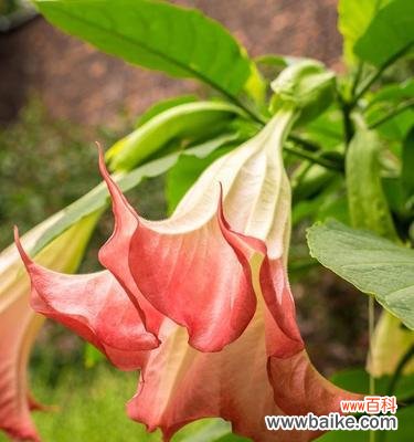 揭秘金色曼陀罗花的神秘力量与美丽故事 金色曼陀罗花的花语与传说