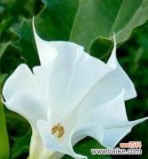 揭秘金色曼陀罗花的神秘力量与美丽故事 金色曼陀罗花的花语与传说