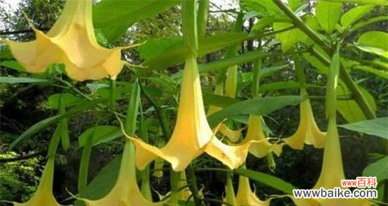 解读金色曼陀罗的神秘蕴意与美丽传说 金色曼陀罗花语的意义与象征