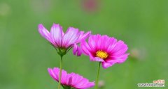 传说中的波斯菊 以波斯菊的花语波斯菊的传说