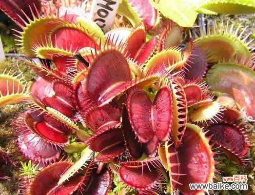 探寻捕蝇草的花语和奇妙功能 捕蝇草之美——花语与神奇