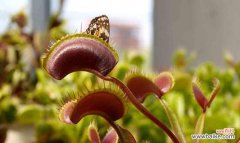 探寻捕蝇草的花语和奇妙功能 捕蝇草之美——花语与神奇