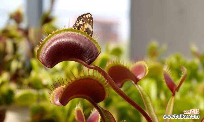 探寻捕蝇草的花语和奇妙功能 捕蝇草之美——花语与神奇