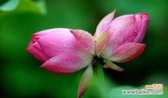 两枝相依 并蒂莲花