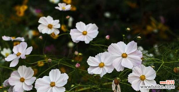 揭开大波斯菊的花语之谜 大波斯菊的花语与寓意