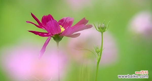 揭开大波斯菊的花语之谜 大波斯菊的花语与寓意