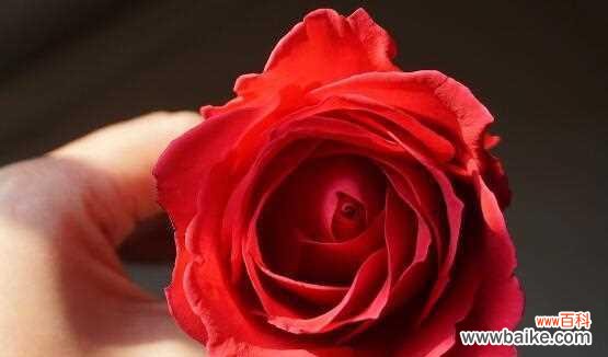 以花语传情 玫瑰花的象征意义与数量之解读