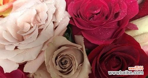 探索玫瑰花颜色的心意 花开的语言