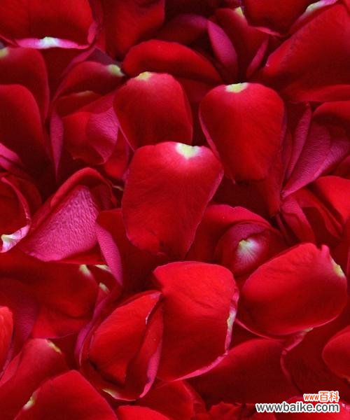 探寻玫瑰花背后的神秘象征 玫瑰花的不同数量代表的含义