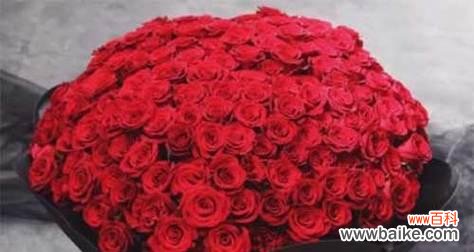 探寻玫瑰花背后的神秘象征 玫瑰花的不同数量代表的含义