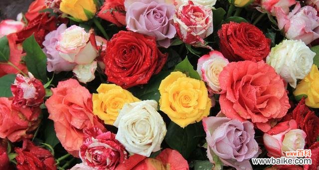 解读玫瑰花朵数背后的含义 玫瑰花的不同朵数代表意思