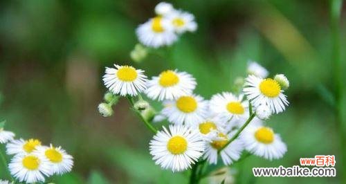 用花语传递心意 雏菊的花语与寓意