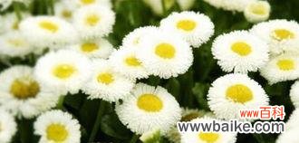 用花语传递心意 雏菊的花语与寓意