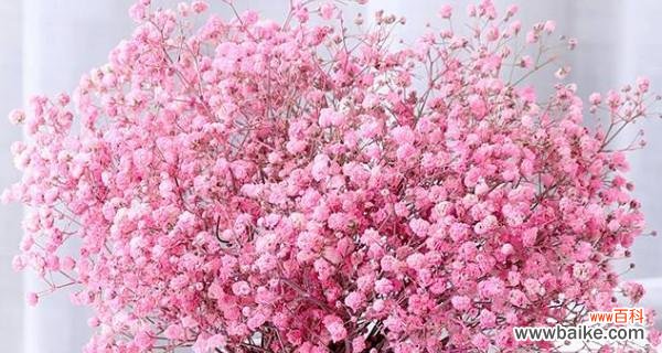 以不同颜色展现生活的美好 缤纷绚丽的满天星花语与寓意