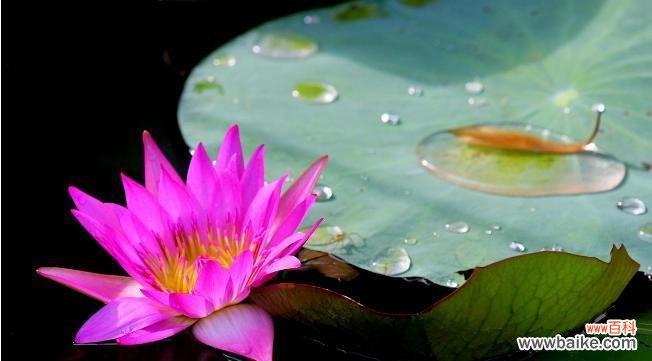揭秘不同颜色睡莲的内涵与象征 睡莲的花语和寓意