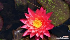 揭秘不同颜色睡莲的内涵与象征 睡莲的花语和寓意