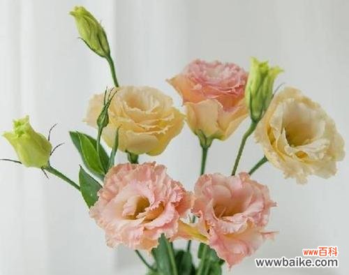 探寻洋桔梗的花色含义与象征 用不同颜色洋桔梗传递花语