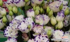 探寻洋桔梗的花色含义与象征 用不同颜色洋桔梗传递花语