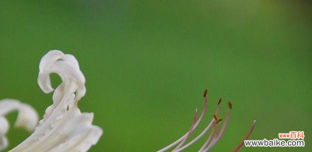 白色的彼岸花代表什么？彼岸花的含义是什么？