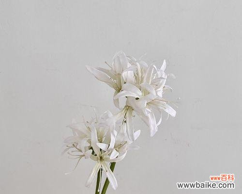 白色的彼岸花代表什么？彼岸花的含义是什么？