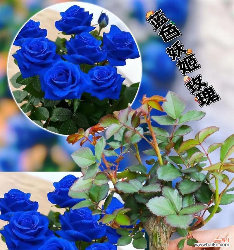 蓝色玫瑰花的寓意有何起源？