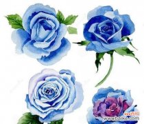 蓝色玫瑰花的寓意有何起源？